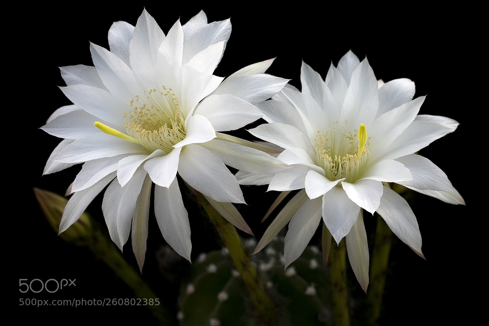Canon EOS 70D sample photo. Cactus (echinopsis species) photography