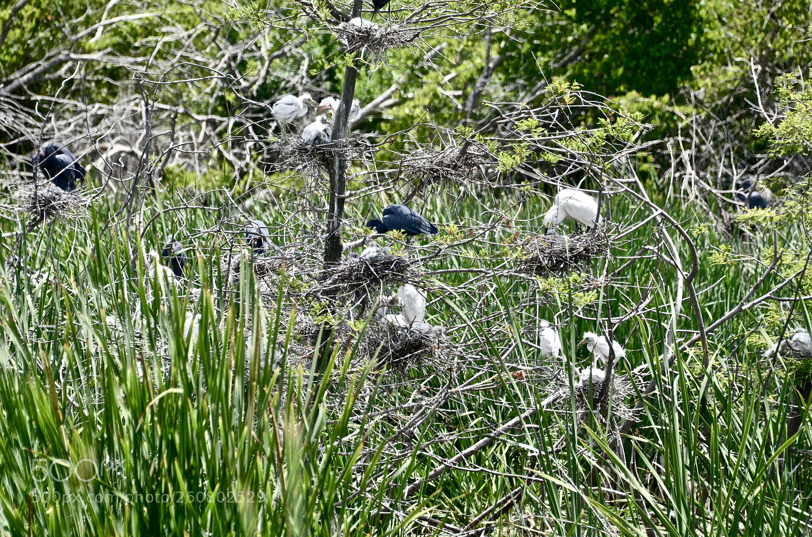 Nikon D7000 sample photo. Bird community photography