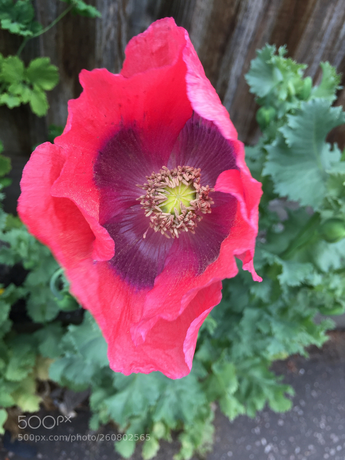 Apple iPhone 6 sample photo. Untitled photography