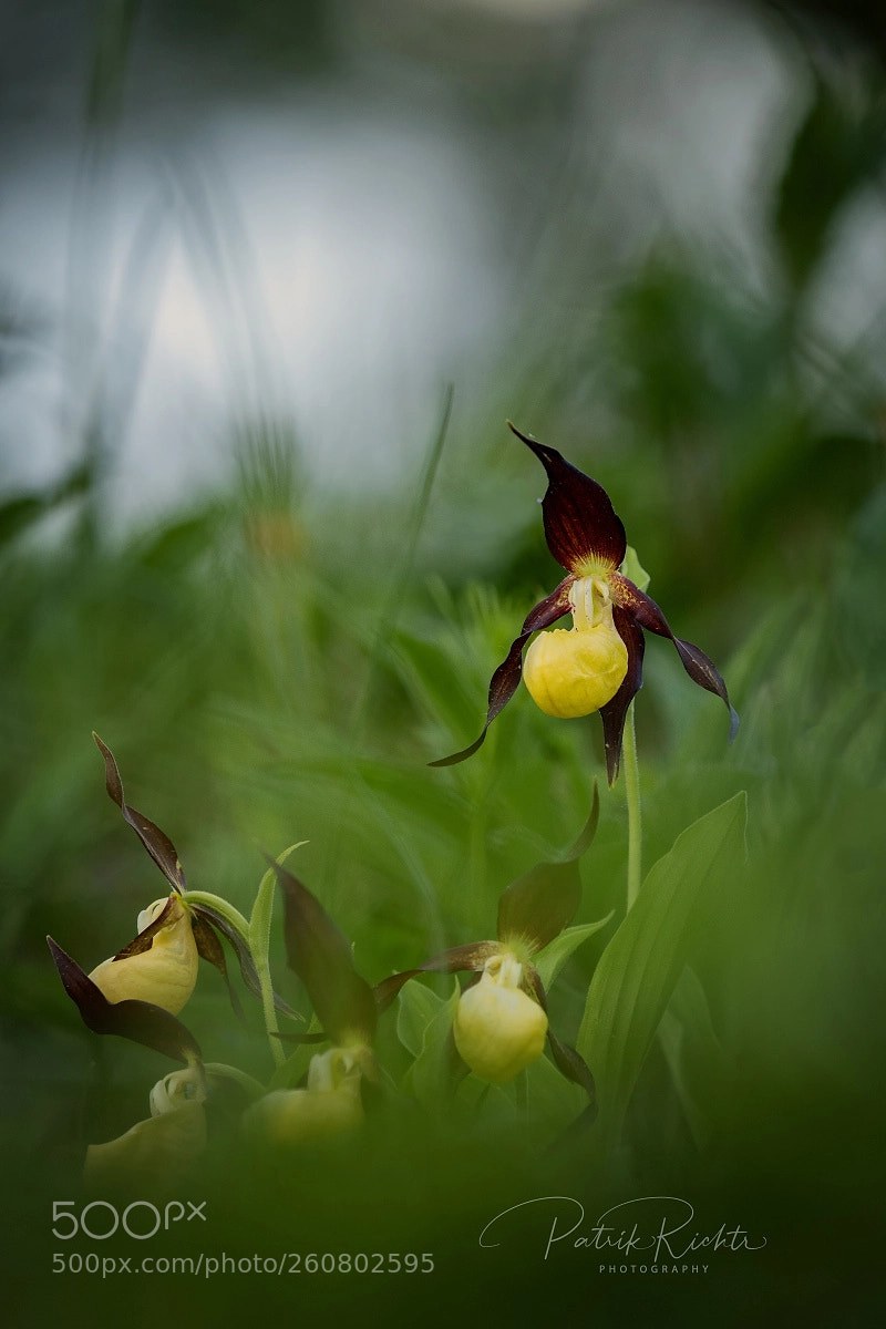 Olympus OM-D E-M1 Mark II sample photo. Lady's slipper orchid photography
