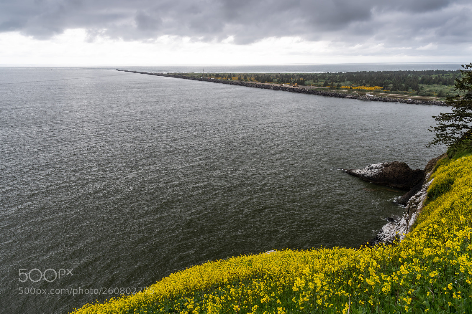 Nikon D500 sample photo. Cape disappointment, spring photography