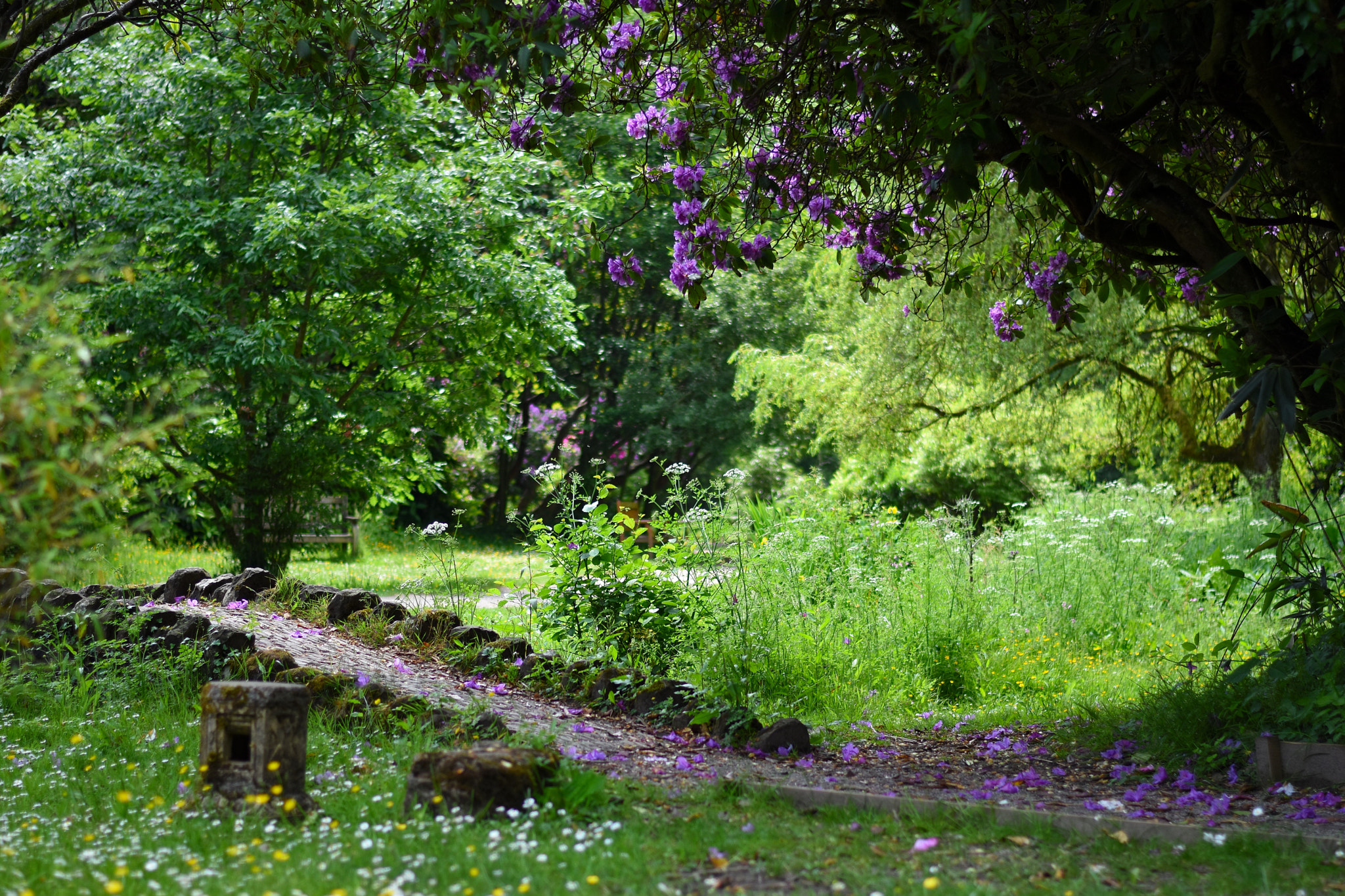 Nikon D7200 + Nikon AF-S Nikkor 50mm F1.8G sample photo. Lush green photography