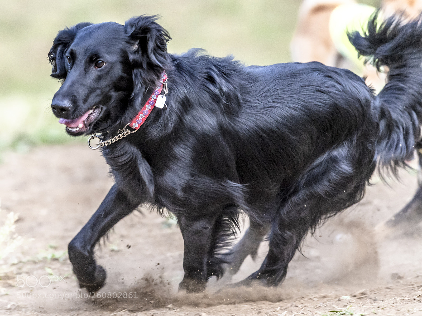 Nikon D5 sample photo. Black runner photography