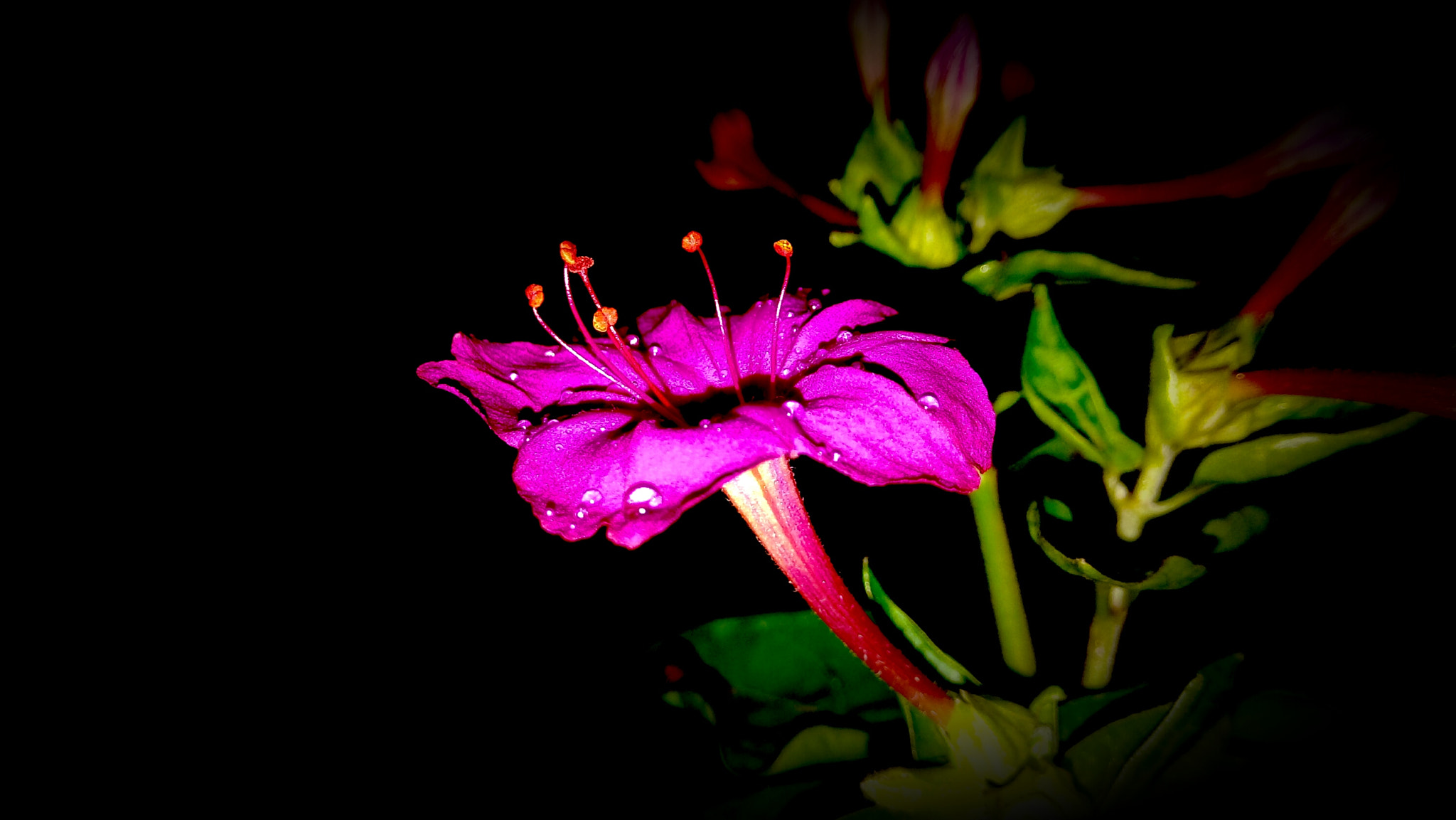 GIONEE A1 lite sample photo. Focas on pink photography