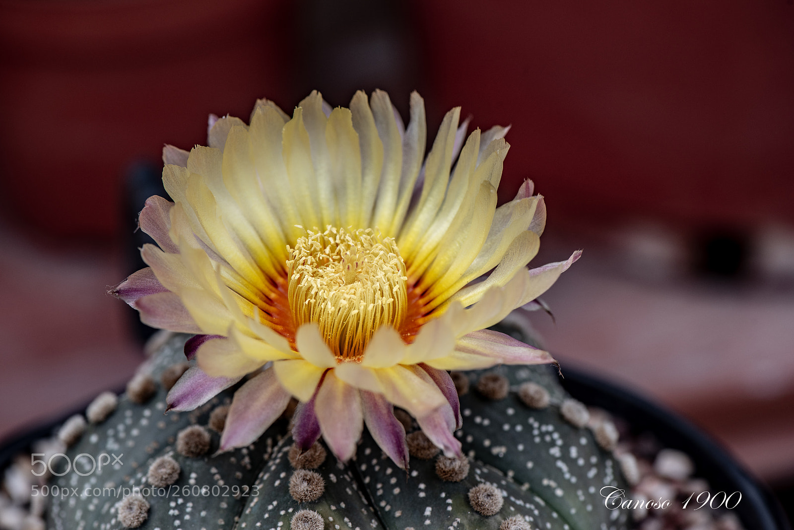 Nikon D810 sample photo. Cactus & primavera photography