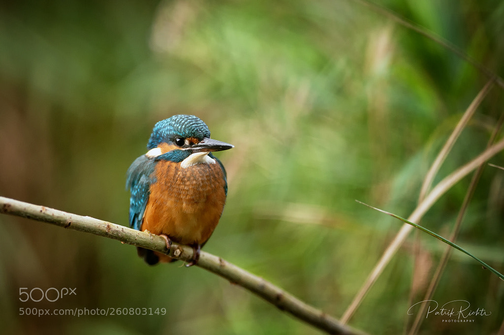 Nikon D4S sample photo. Young kingfisher photography