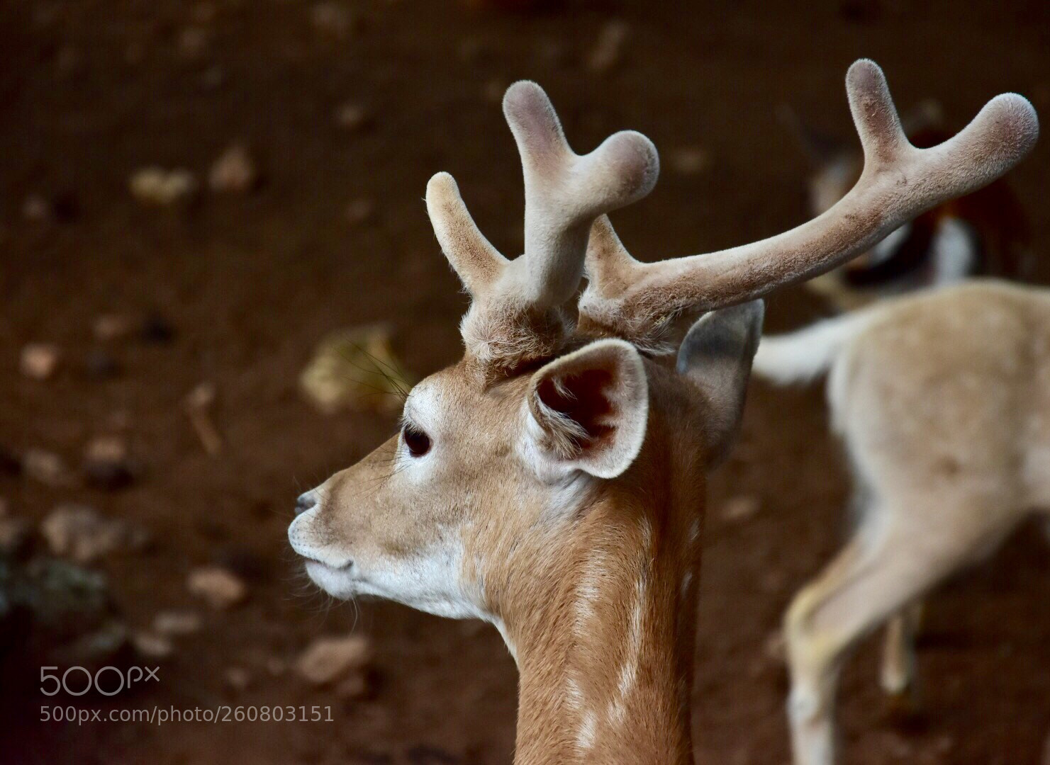 Nikon D7200 sample photo. Deer photography