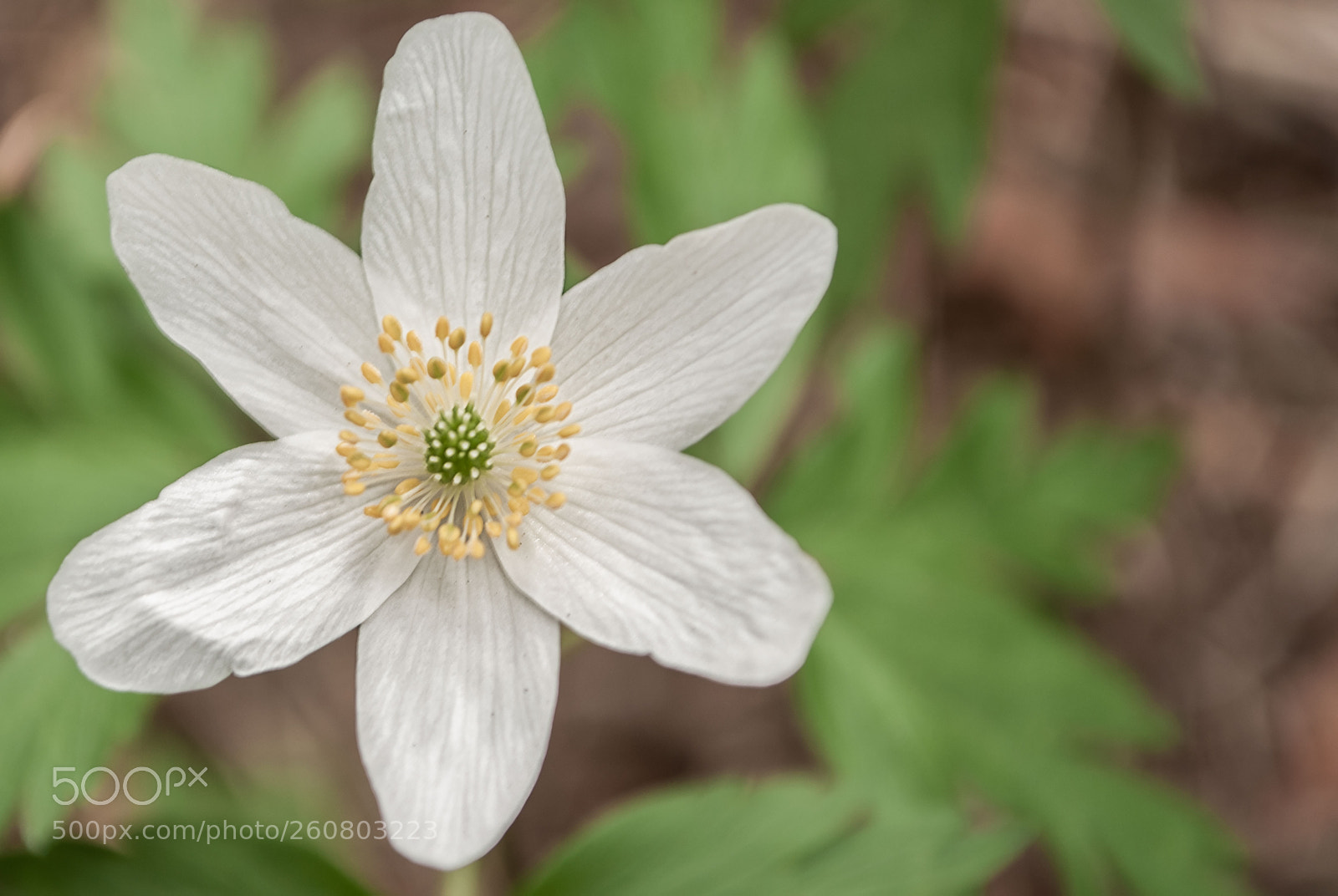Nikon D3000 sample photo. Wood anemone photography