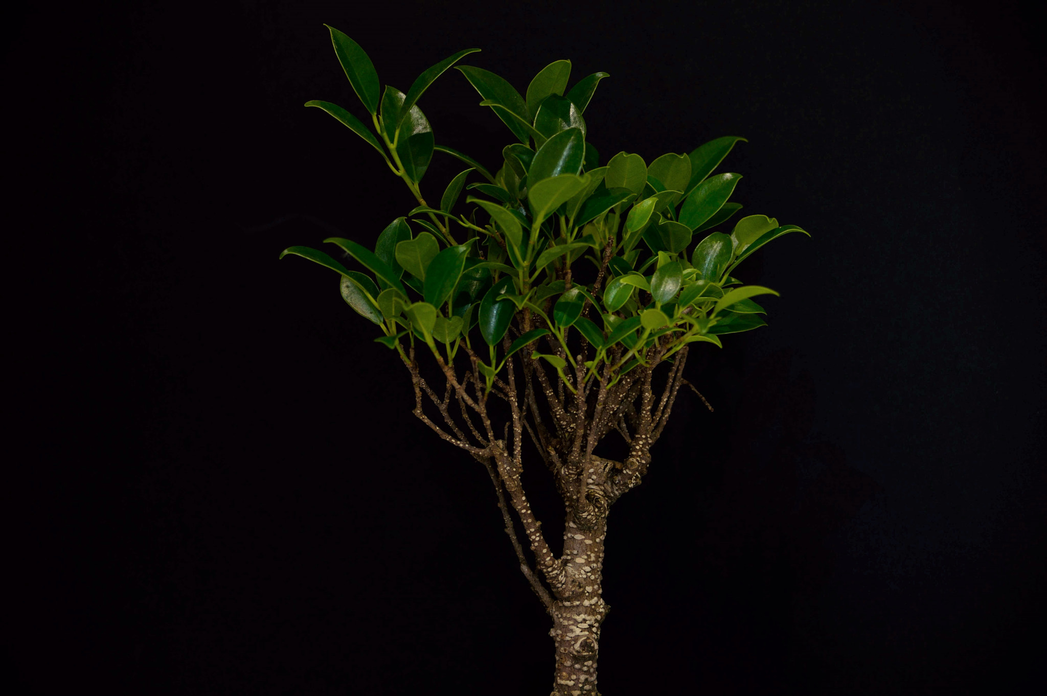 Nikon D3200 sample photo. Ficus photography