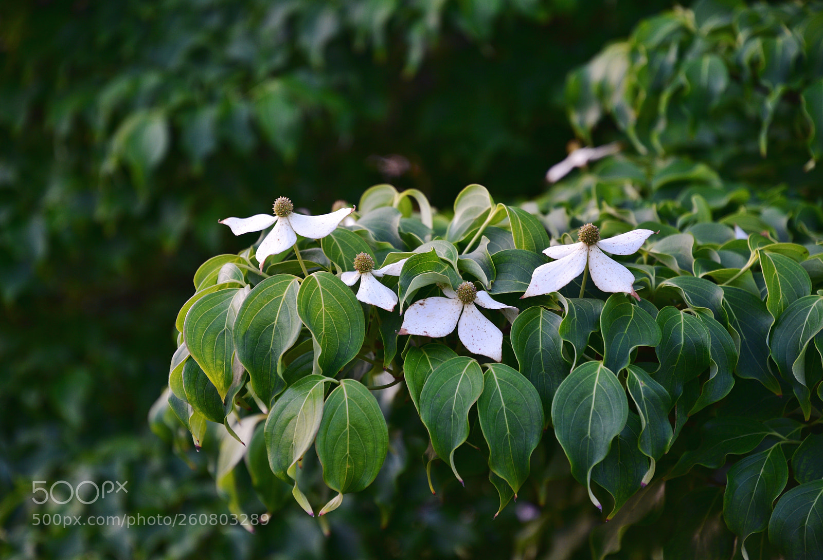Nikon D3400 sample photo. Flowering dogwood photography