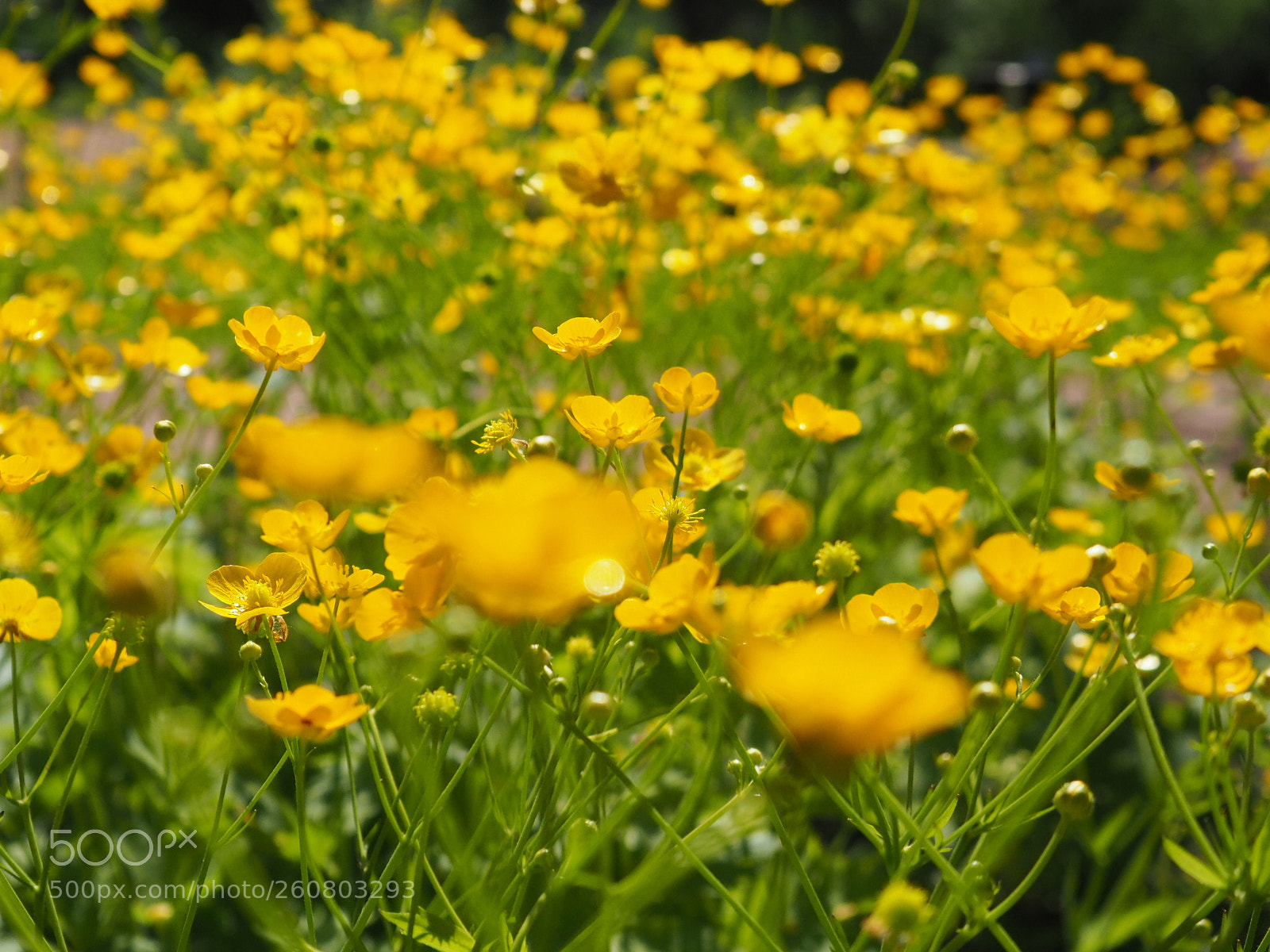 Olympus OM-D E-M10 II sample photo. Golden field photography