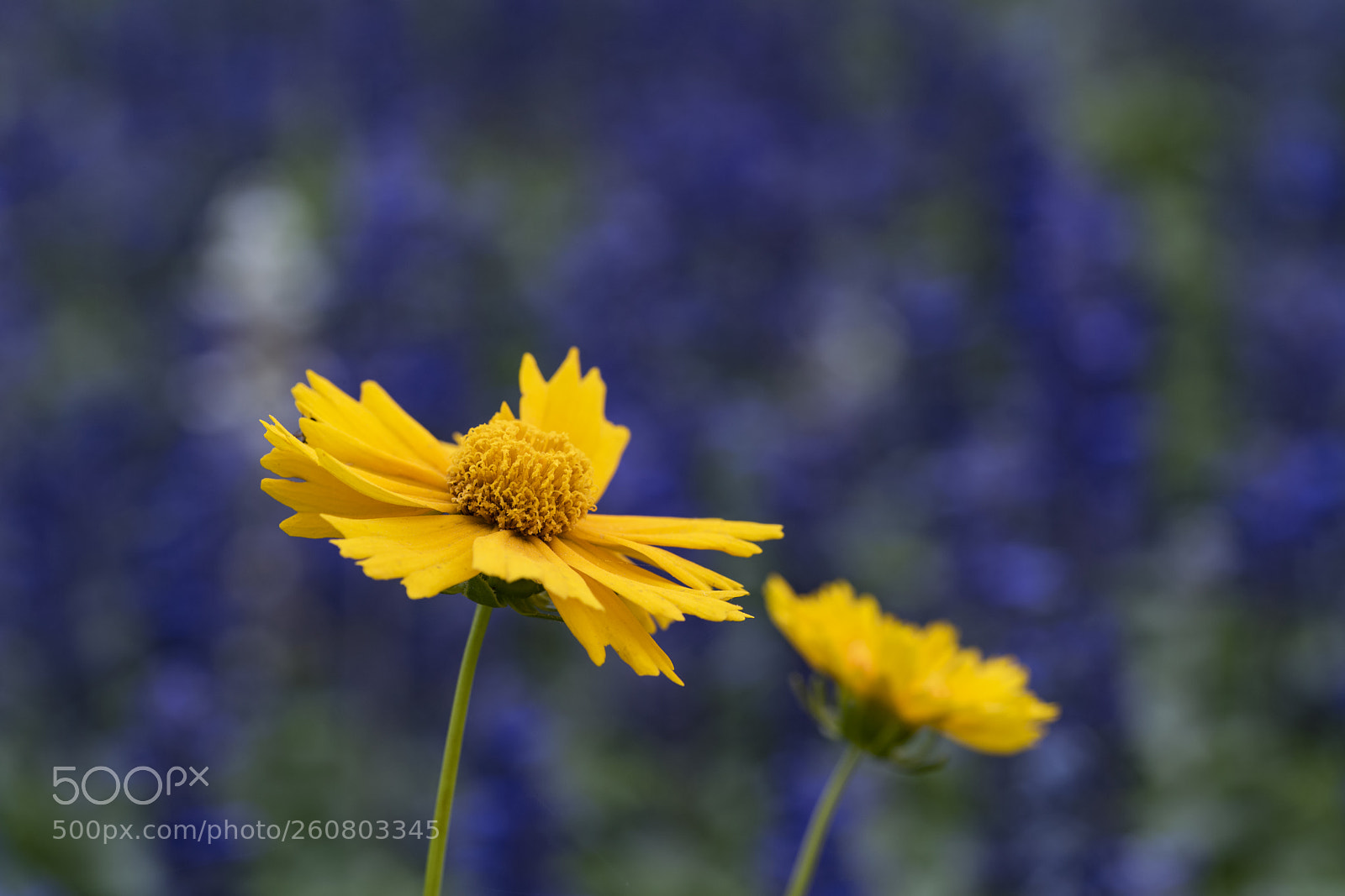 Sony a7R II sample photo. Yellow flowers on a photography