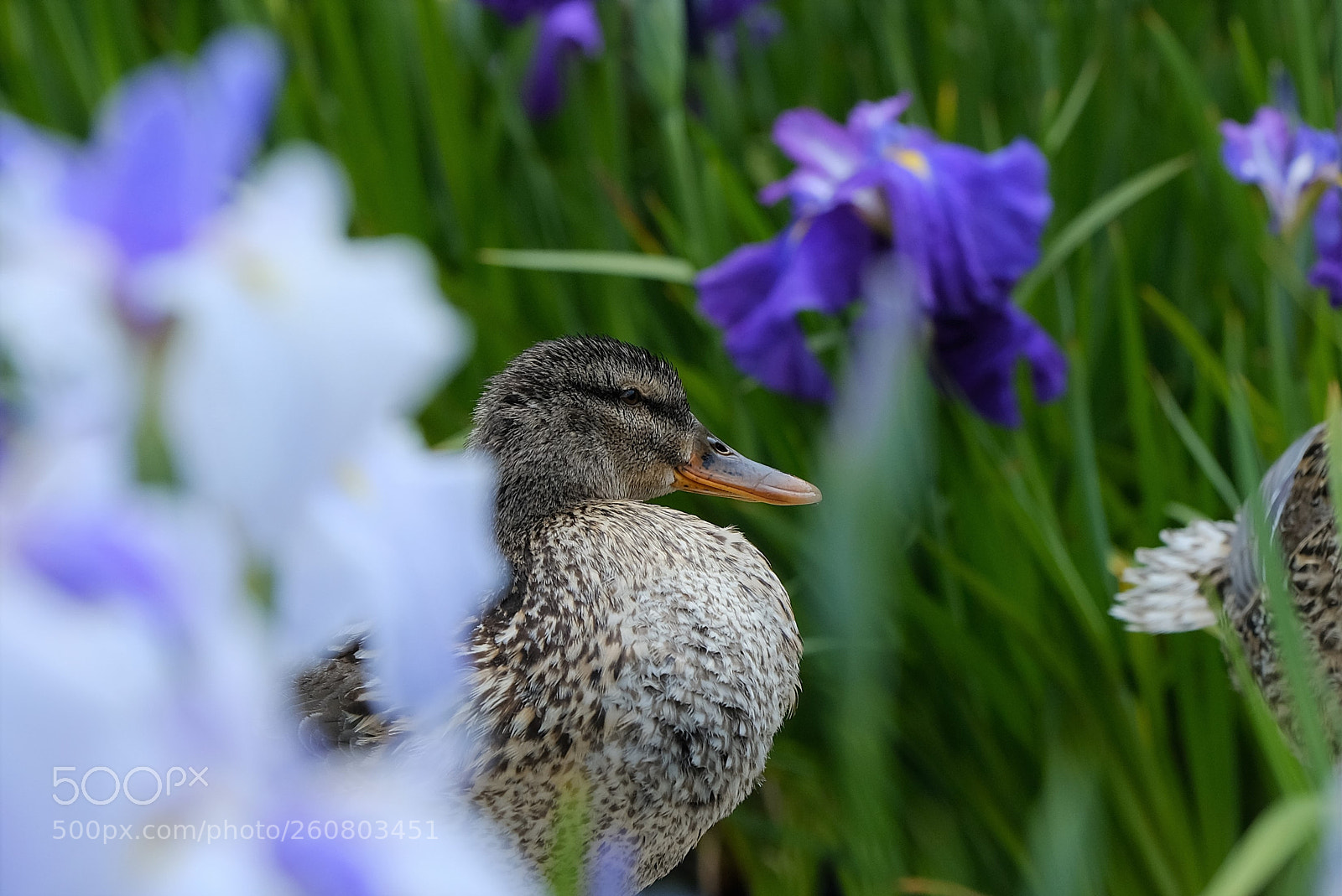 Fujifilm X-T2 sample photo. Watersides of early summer photography