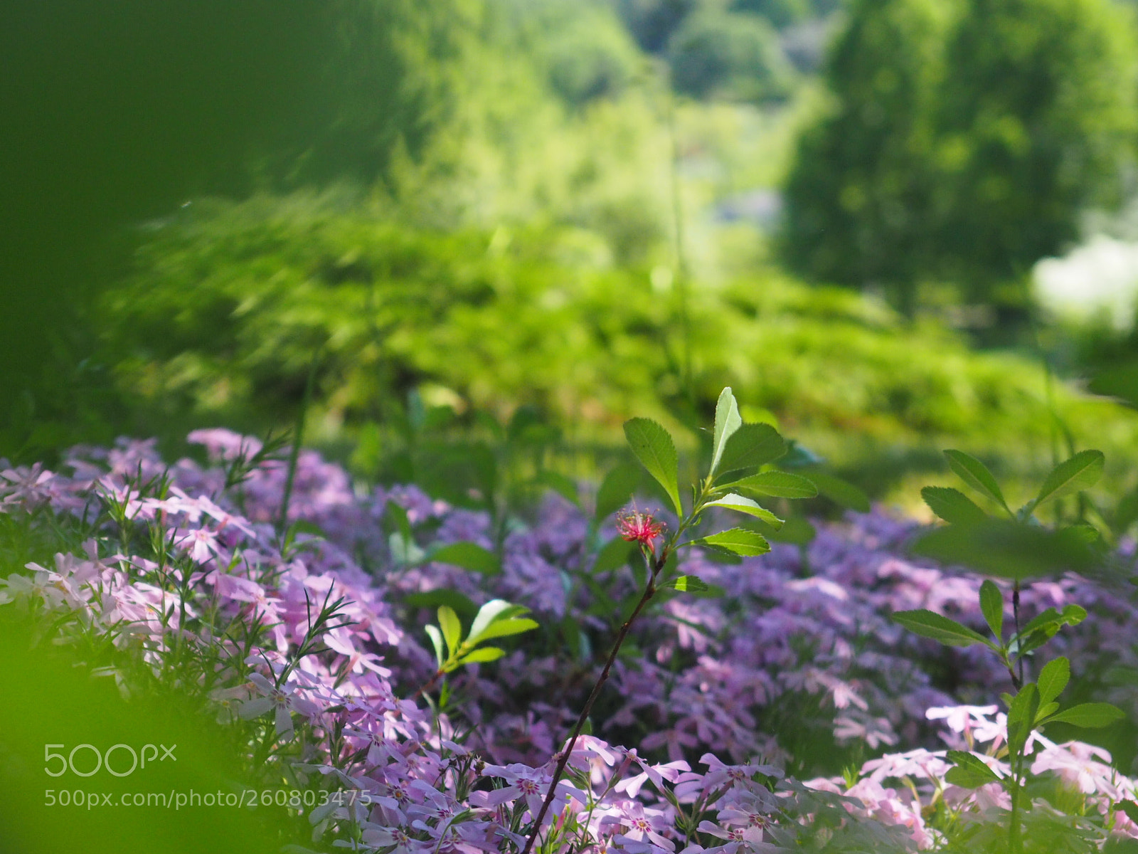 Olympus OM-D E-M10 II sample photo. Spring photography