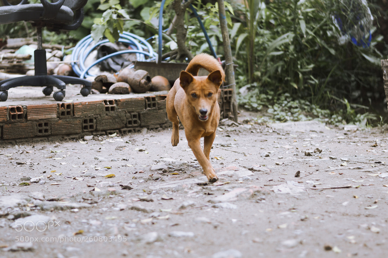 Nikon D3200 sample photo. Dog photography