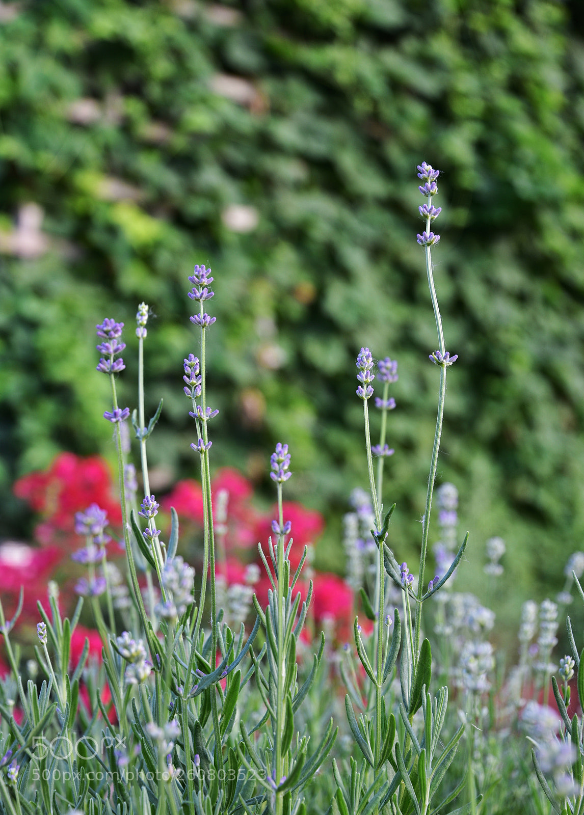 Nikon D3400 sample photo. Flowers photography