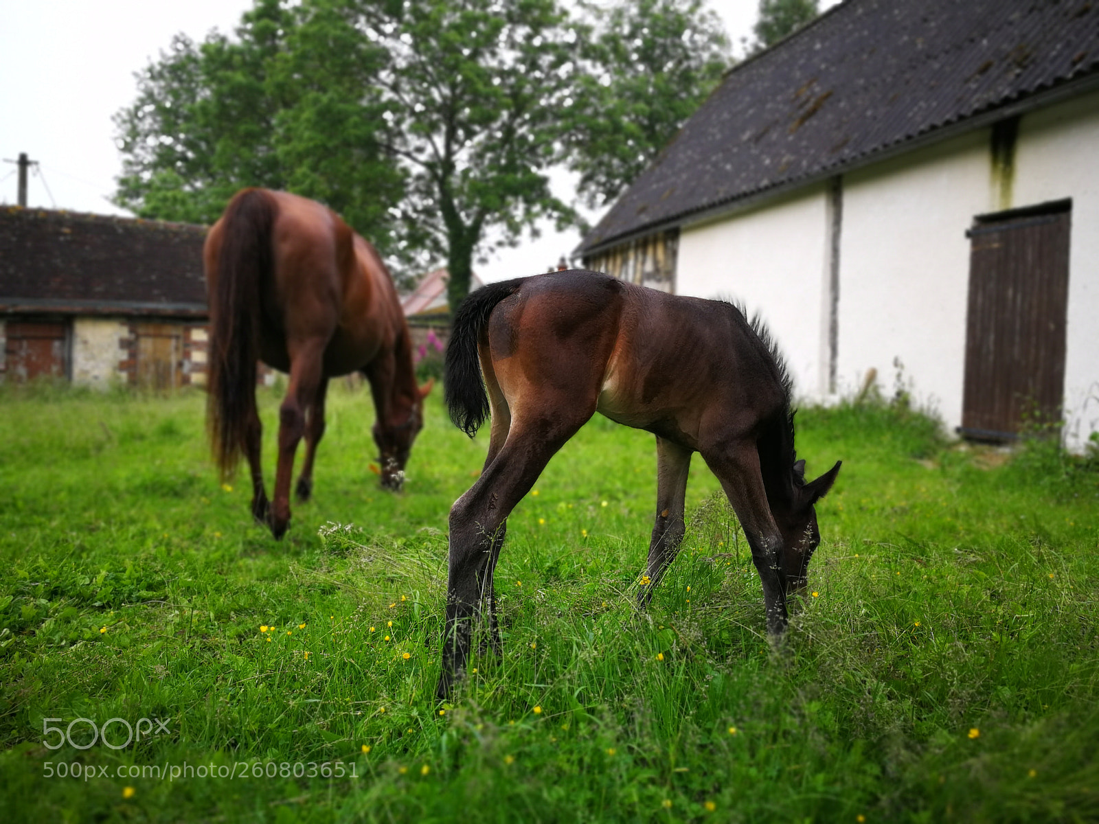 HUAWEI P10 sample photo. Foal photography