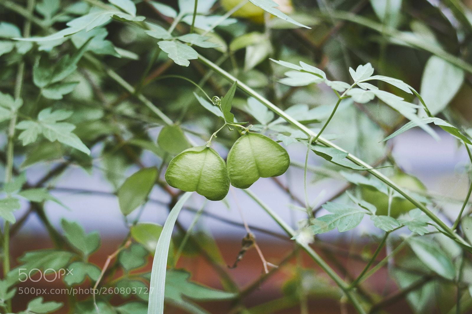 Nikon D3200 sample photo. Cardiospermum halicacabum photography