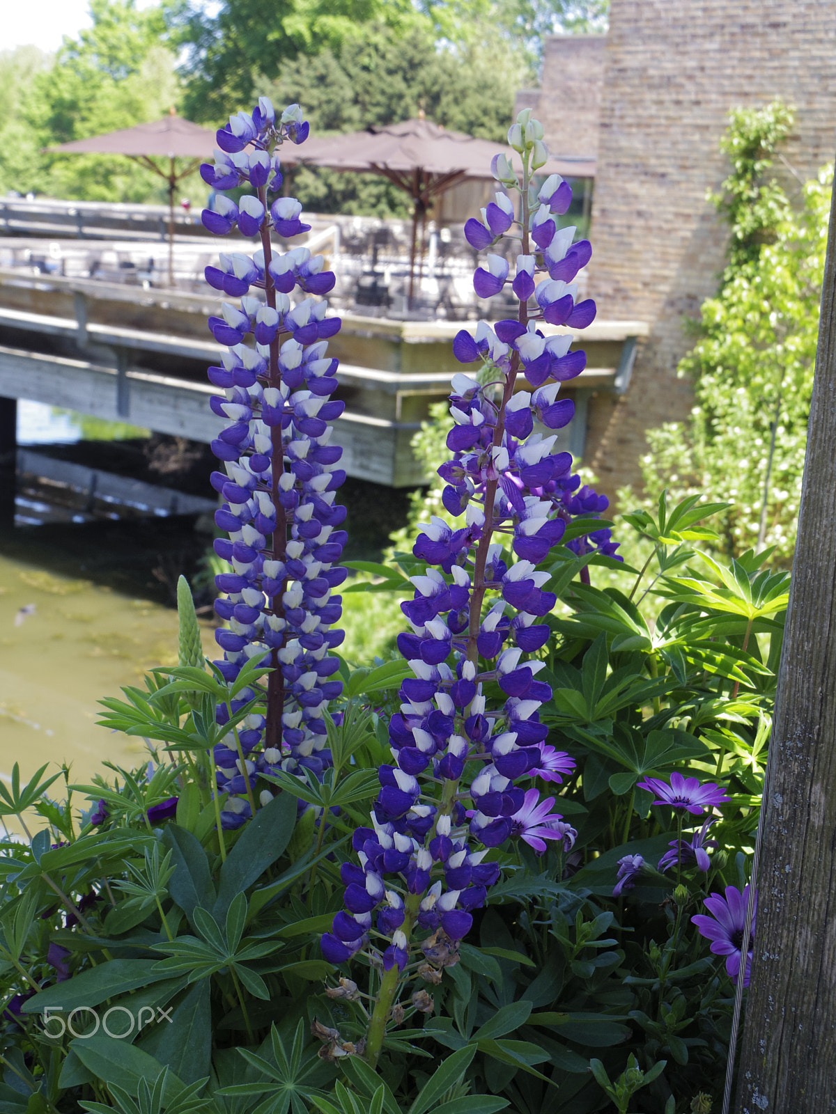 Pentax 02 Standard Zoom sample photo. Purple lupine flowers photography