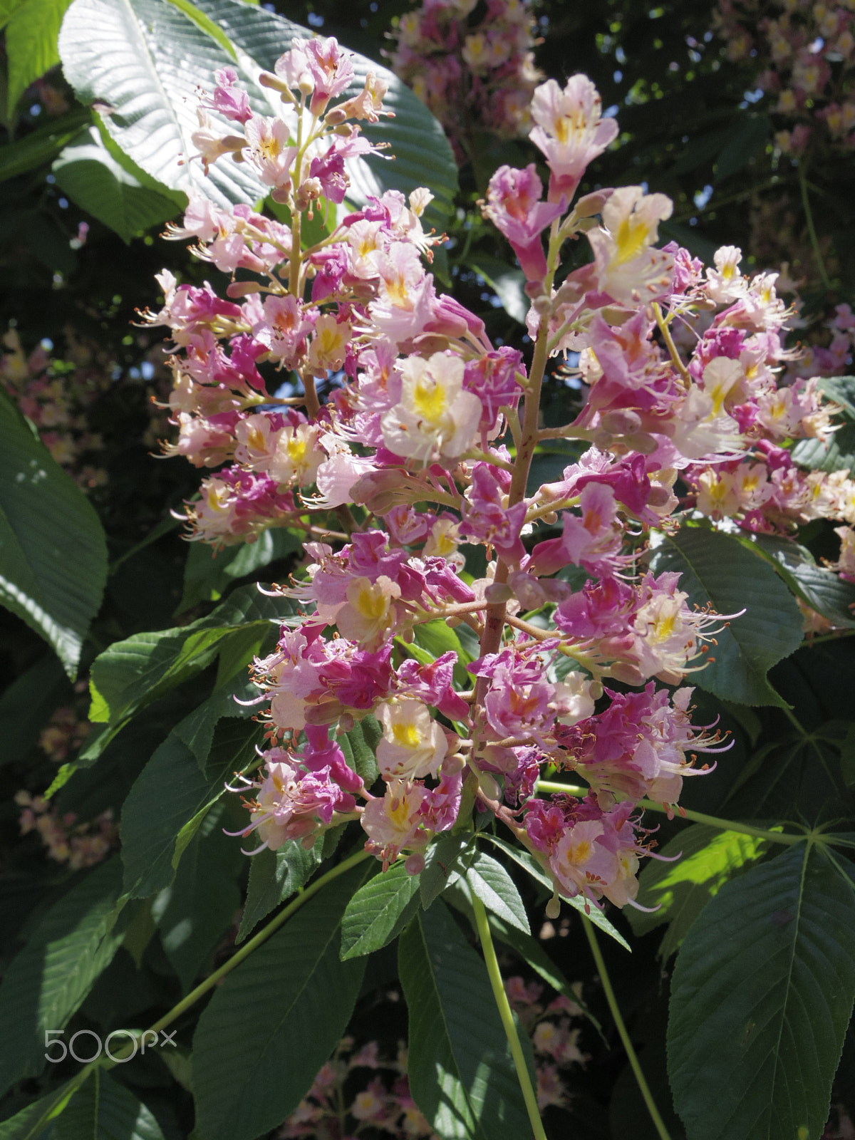 Pentax 02 Standard Zoom sample photo. Pink flowers photography