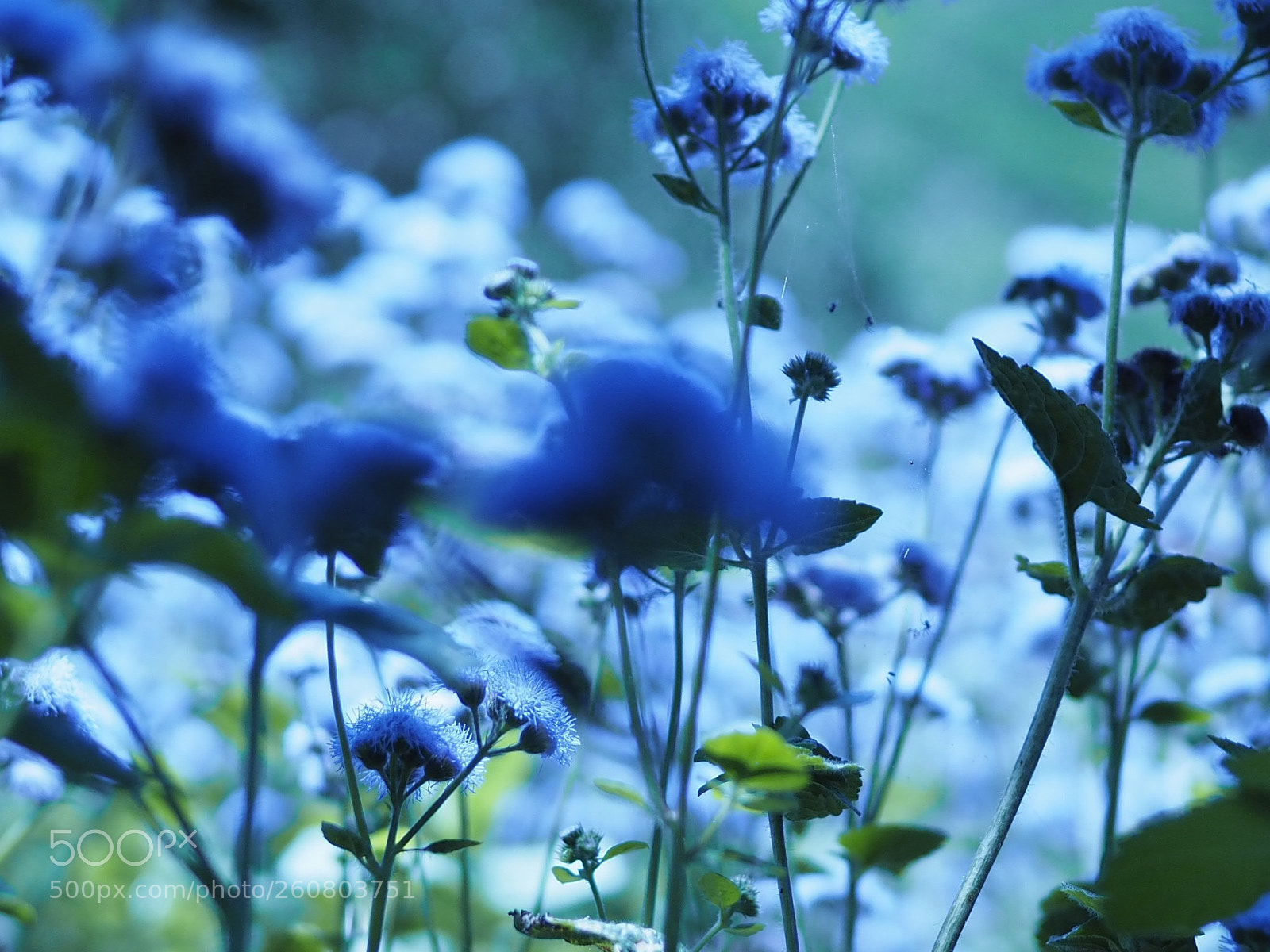 Olympus OM-D E-M10 sample photo. Blossoms photography