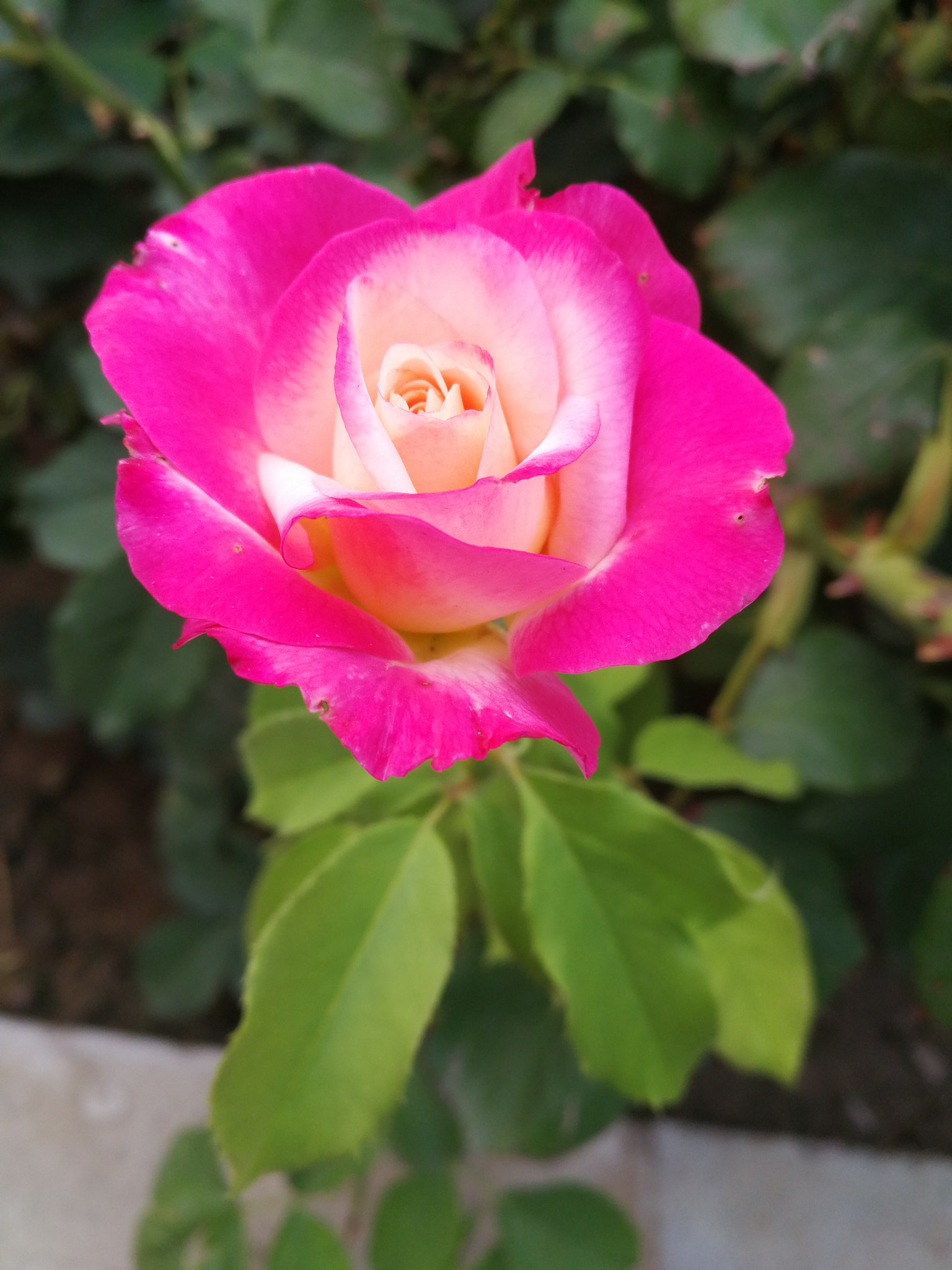 HUAWEI Mate 9 sample photo. Cof photography
