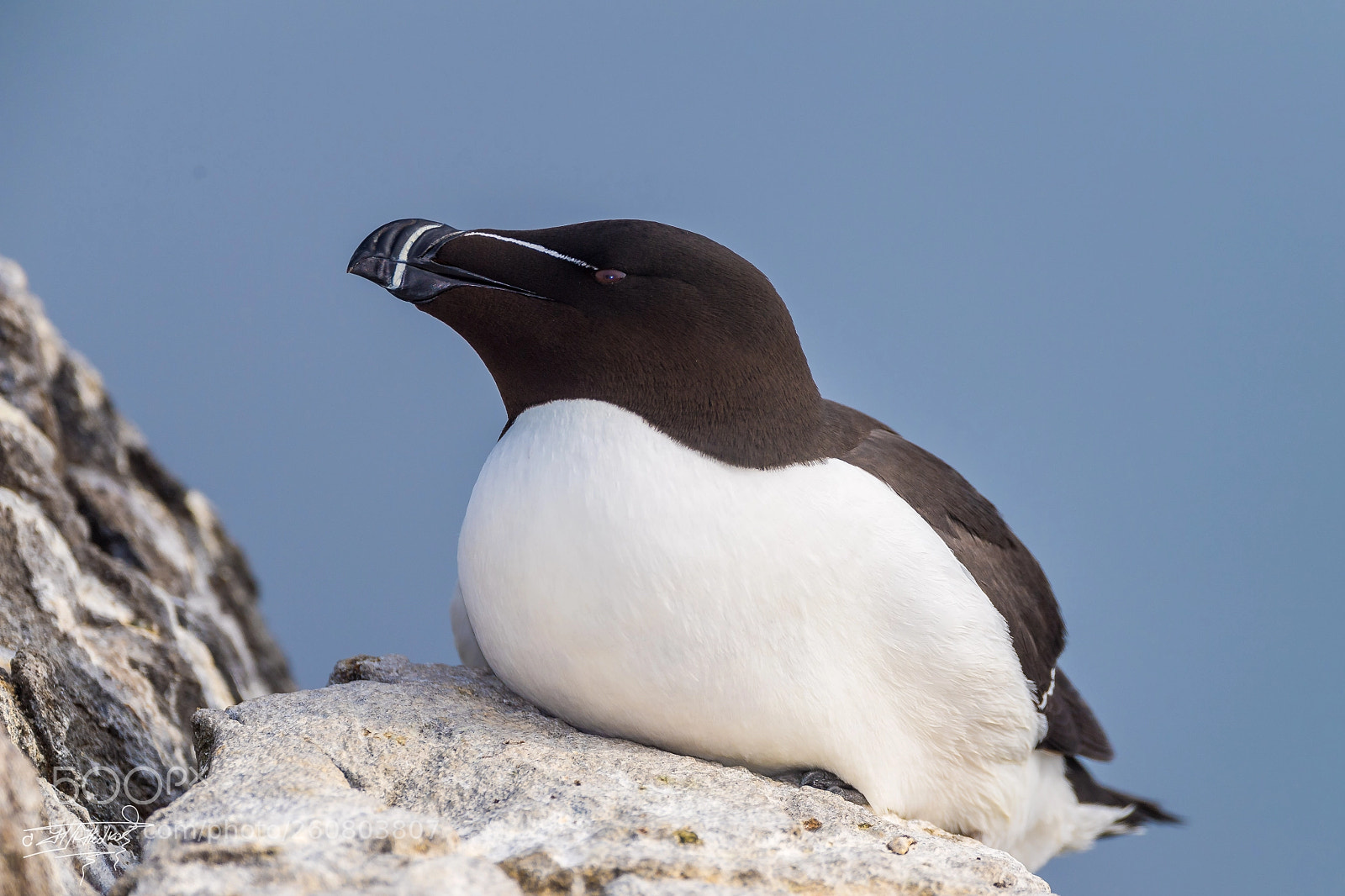 Nikon D5 sample photo. Razorbill photography