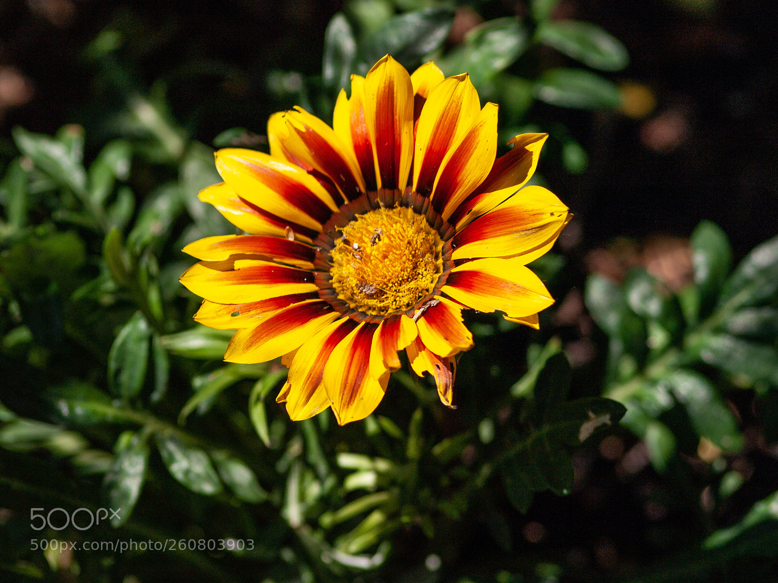 Olympus E-510 (EVOLT E-510) sample photo. Gazania photography