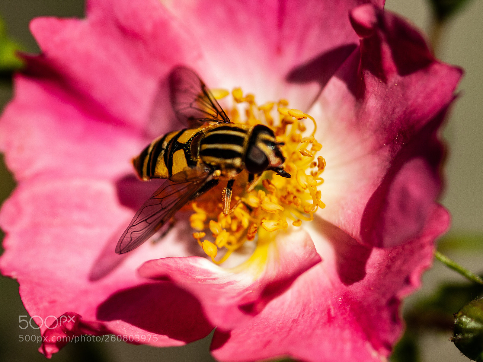 Olympus E-510 (EVOLT E-510) sample photo. Helophilus pendulus photography