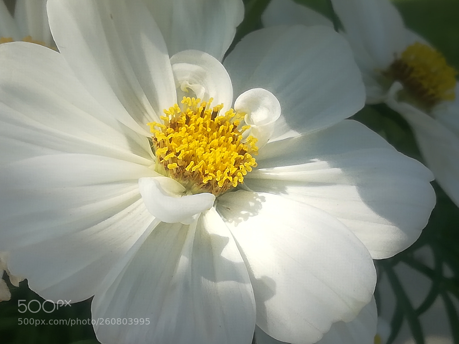HUAWEI P10 lite sample photo. White flower photography