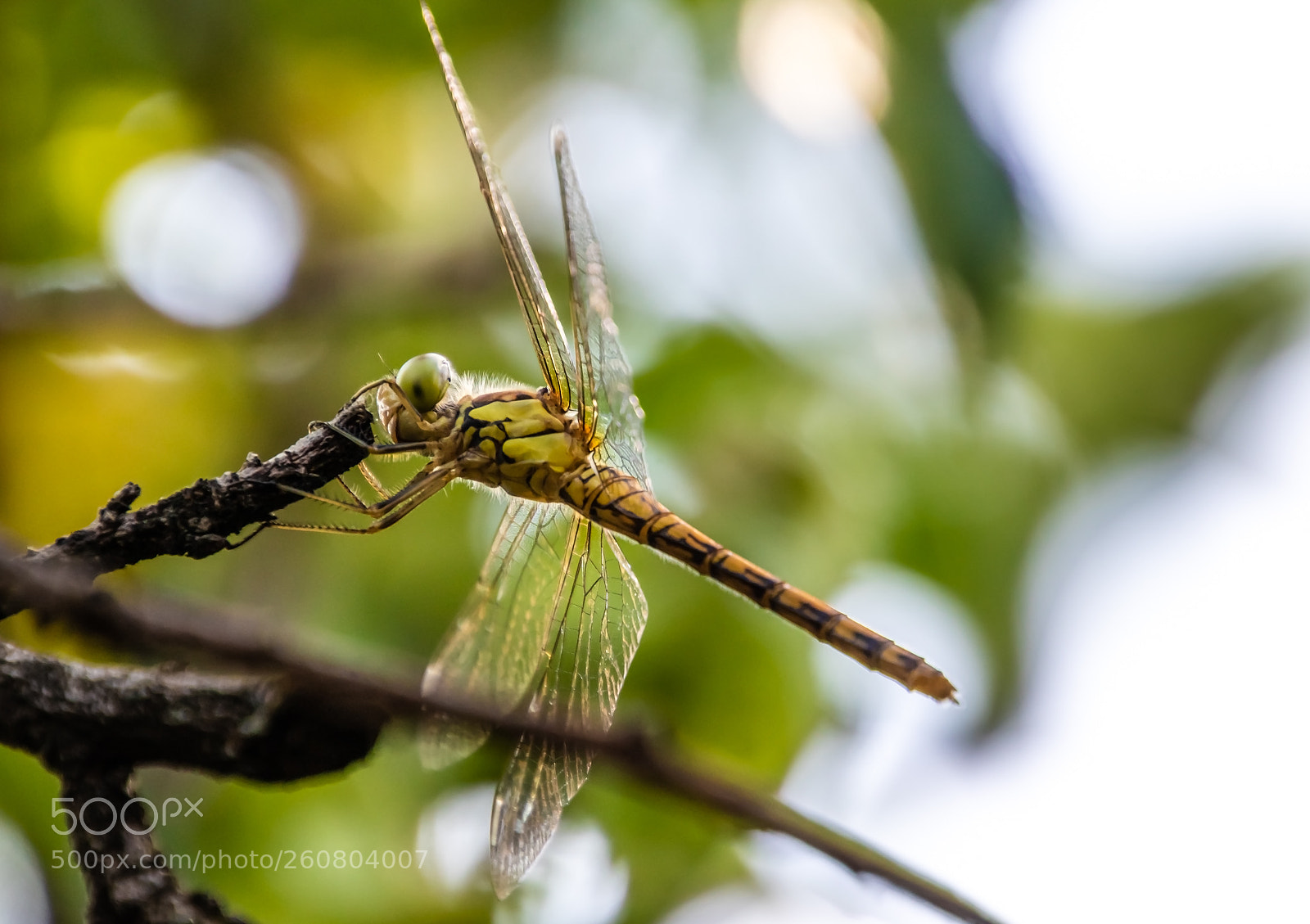 Canon EOS 760D (EOS Rebel T6s / EOS 8000D) sample photo. Dragonfly photography
