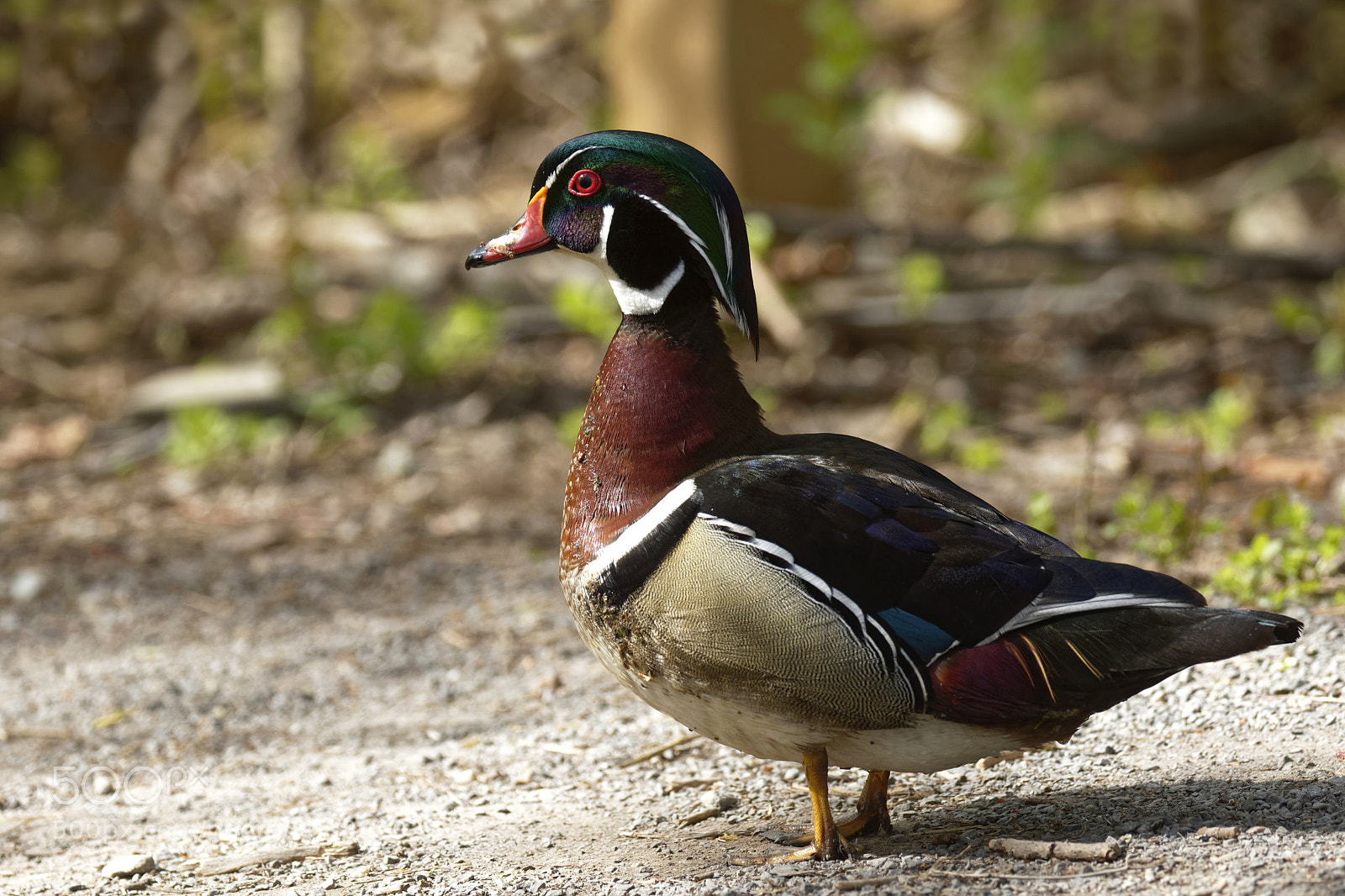 Canon EOS 7D Mark II sample photo. Wood duck (m) photography