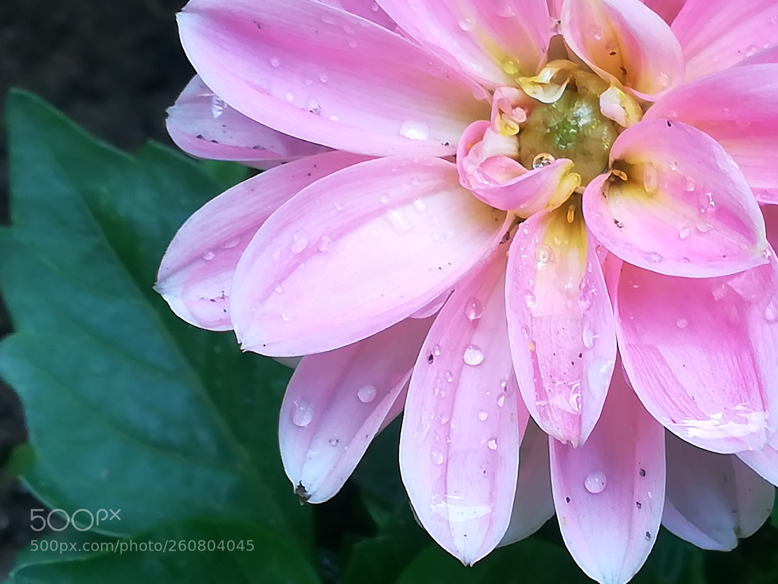 HUAWEI P10 lite sample photo. Pink dahlia flower photography