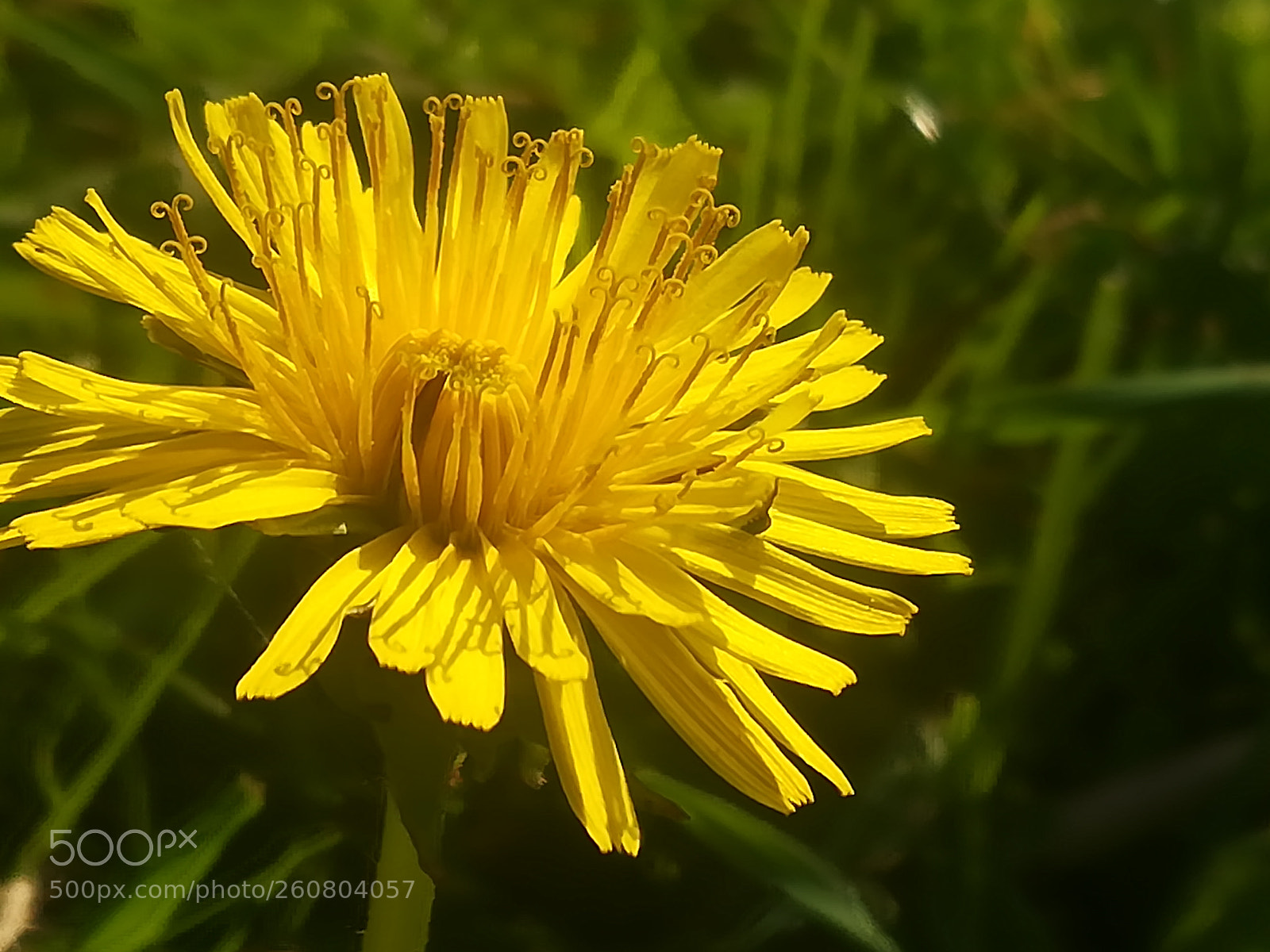 HUAWEI P10 lite sample photo. Dandelion, taraxacum campylodes photography