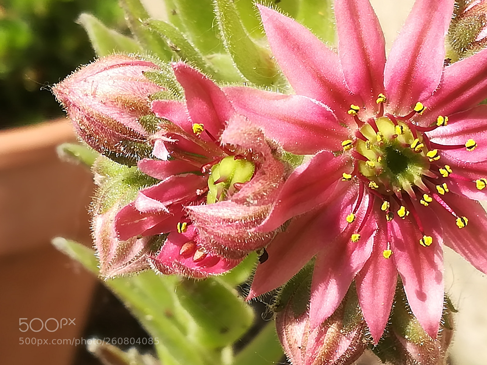 HUAWEI P10 lite sample photo. Houseleek flowers photography