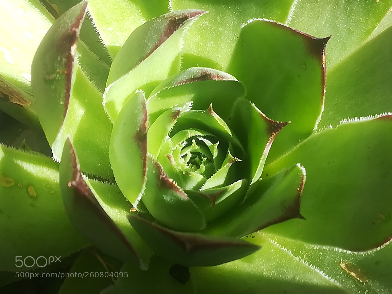 HUAWEI P10 lite sample photo. Green houseleek photography