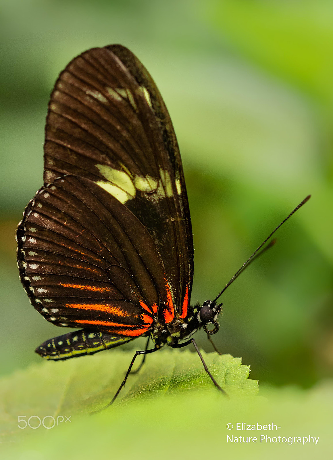 Sigma 105mm F2.8 EX DG OS HSM sample photo. In the butterfly garden (ii) photography