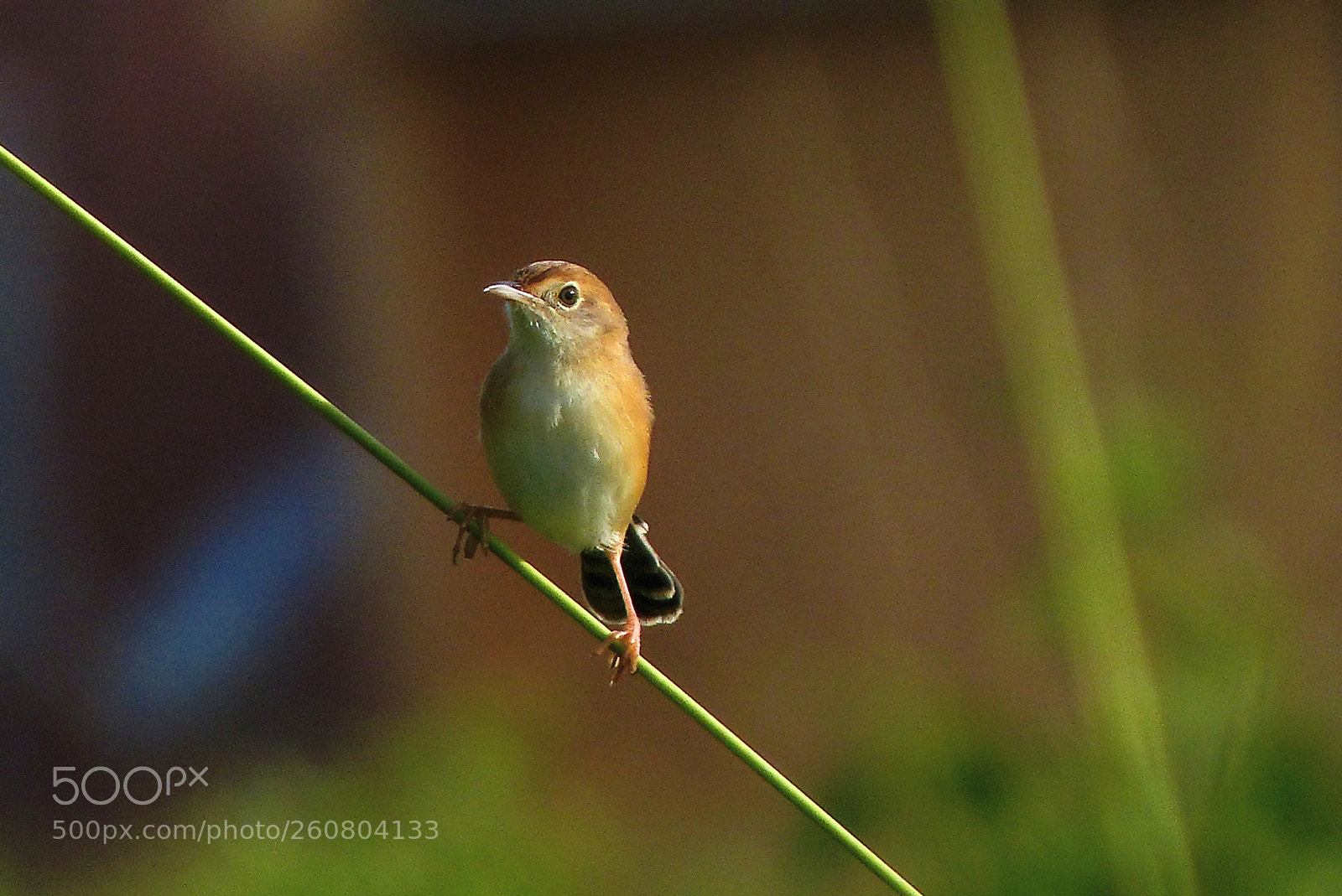 Panasonic Lumix DMC-FZ200 sample photo. Munia 2 photography