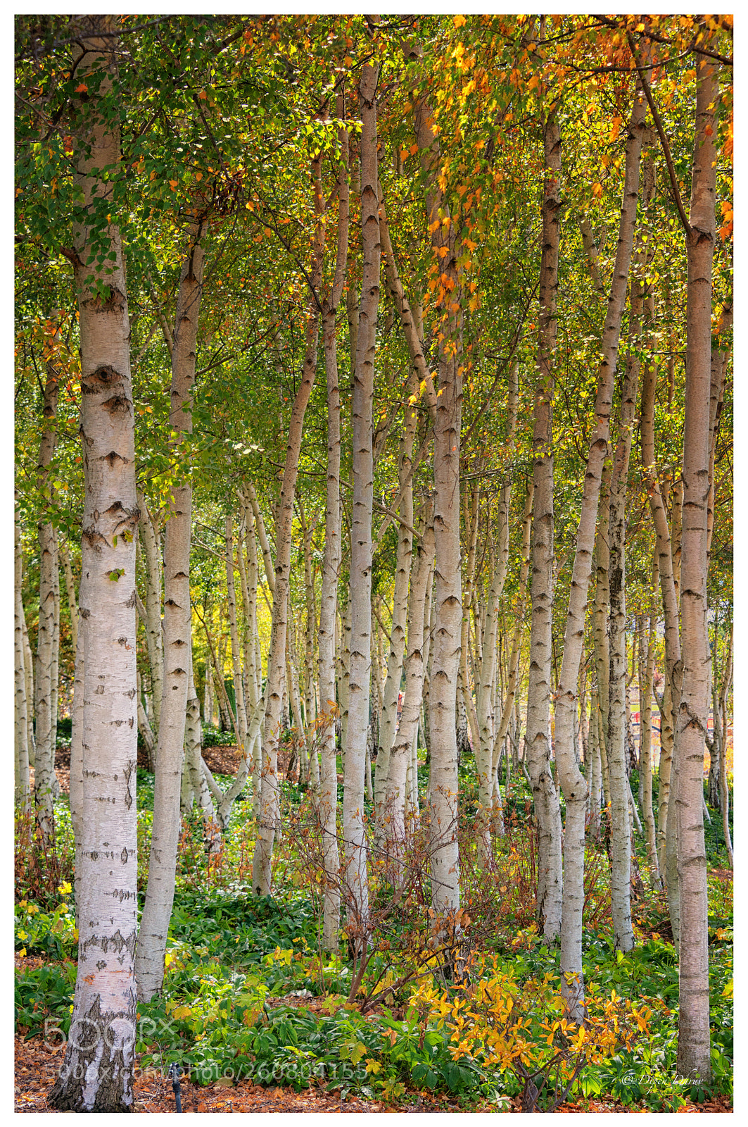 Nikon D800 sample photo. Edit photography