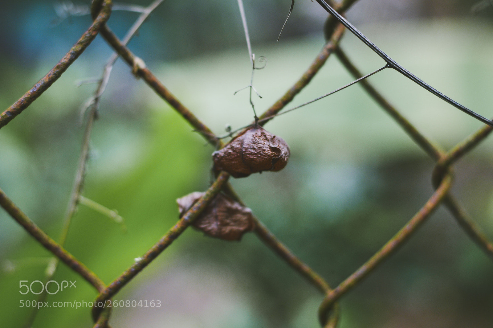 Nikon D3200 sample photo. Cardiospermum halicacabum photography