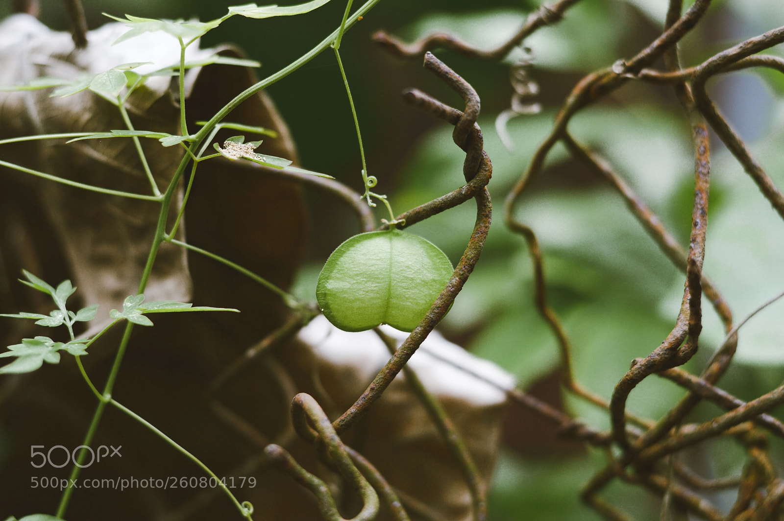 Nikon D3200 sample photo. Cardiospermum halicacabum photography