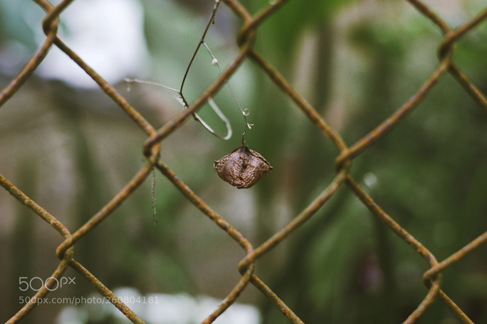 Nikon D3200 sample photo. Cardiospermum halicacabum photography