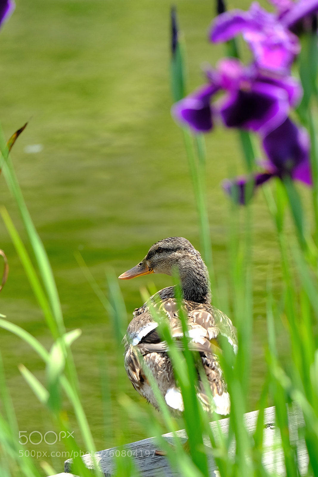 Fujifilm X-T2 sample photo. Watersides of early summer photography