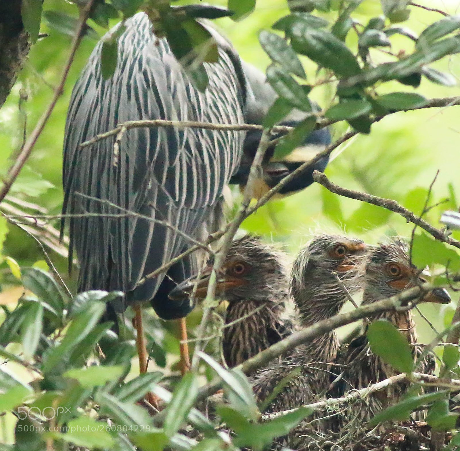 Canon EOS 70D sample photo. 3 amigo's (night heron chicks) photography