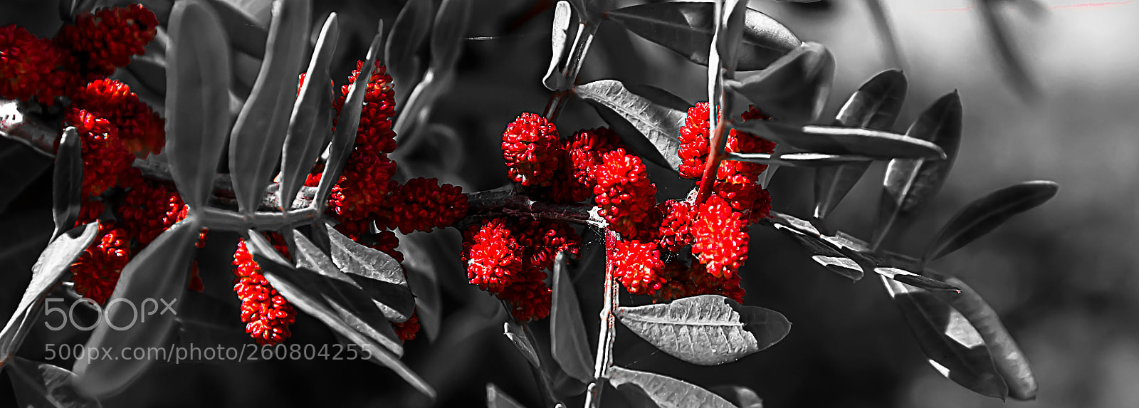 Nikon D7200 sample photo. Naturaleza silvestre. photography