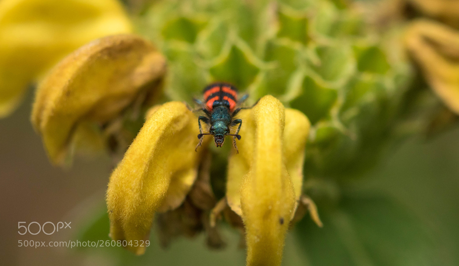 Canon EOS 7D Mark II sample photo. Clairon des ruches photography