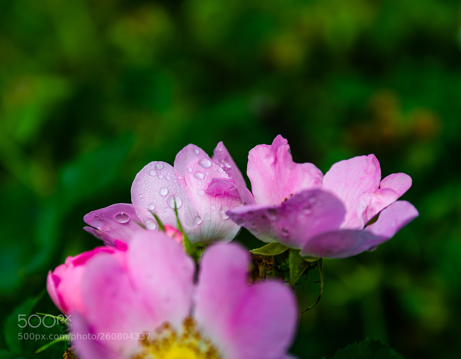 Nikon D7000 sample photo. Tormenta photography