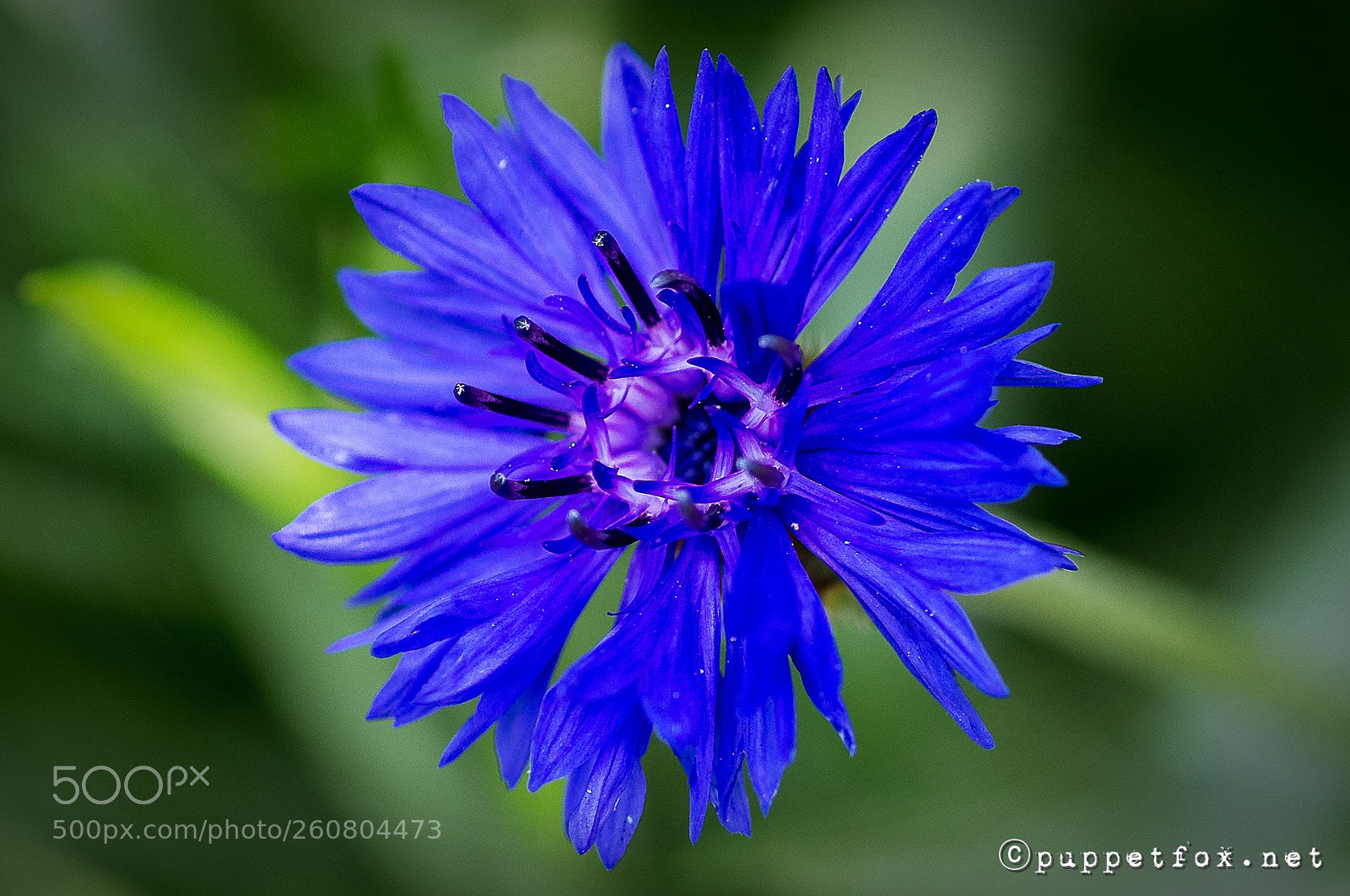 Pentax K-r sample photo. Bachelor's button photography