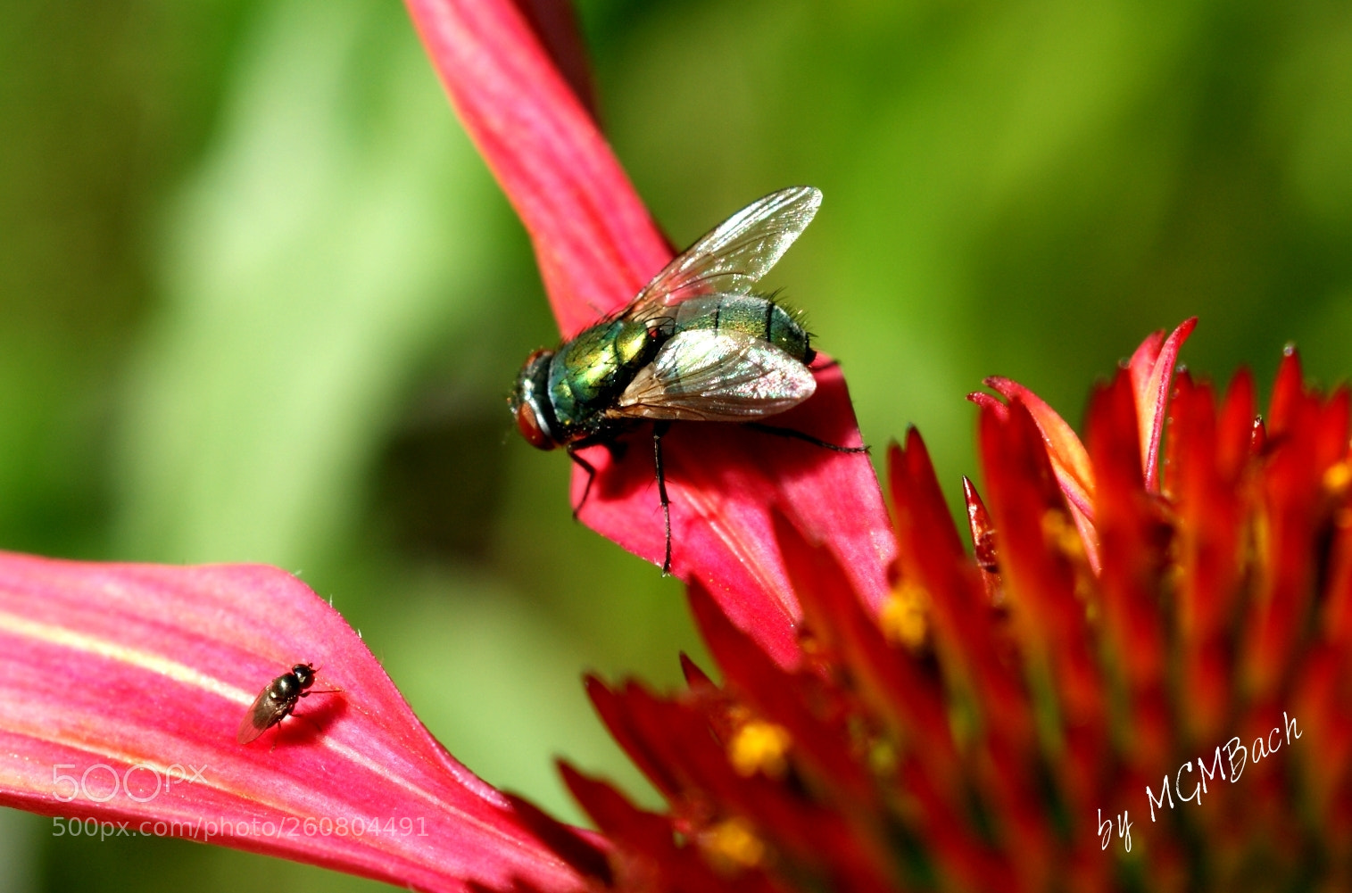 Sony Alpha DSLR-A350 sample photo. "didn't i tell you?!" photography