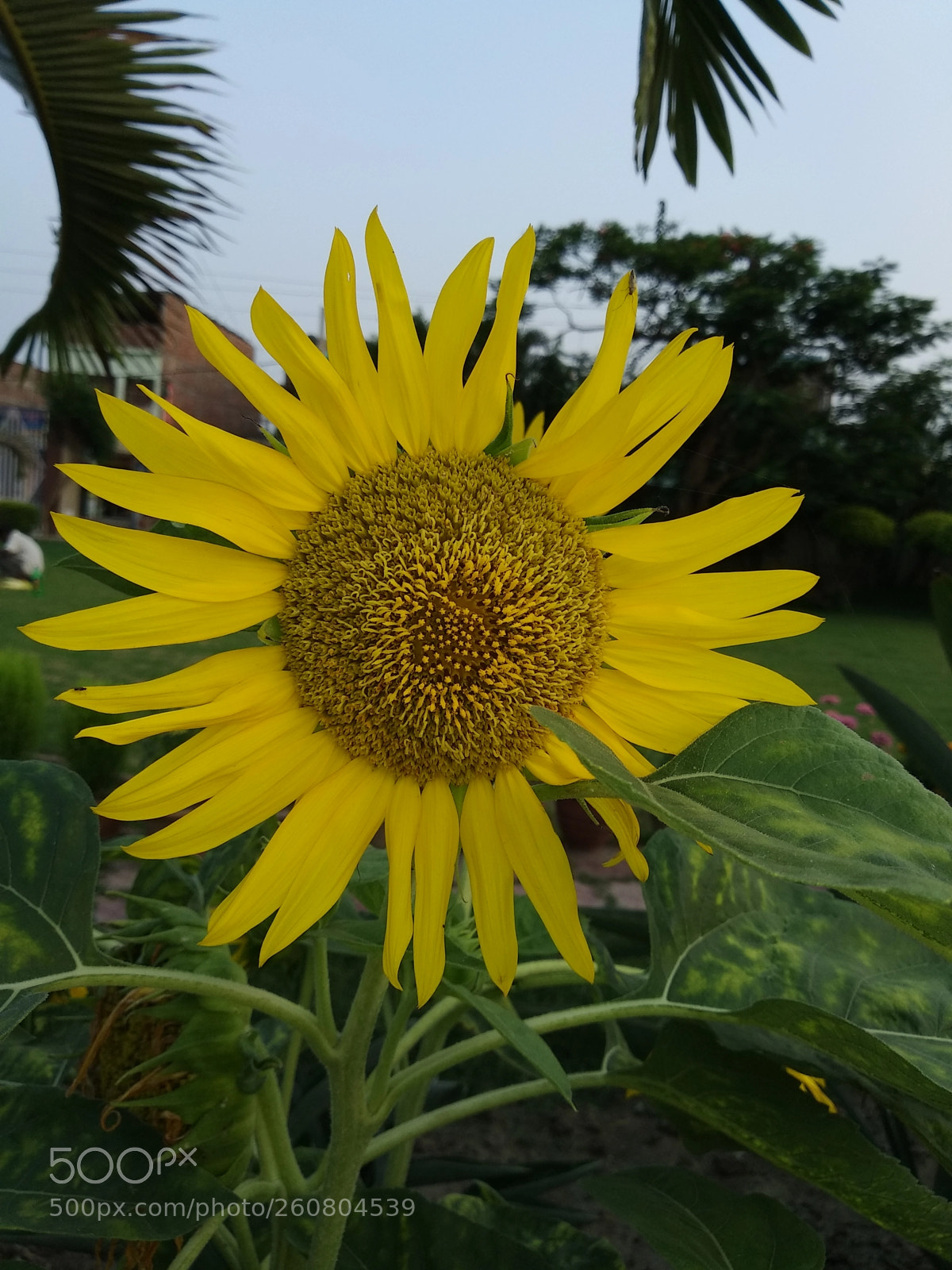 Xiaomi Redmi Note 5 sample photo. Untitled photography
